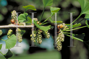 Picture of Ginkgo biloba 