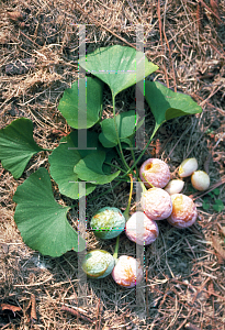 Picture of Ginkgo biloba 