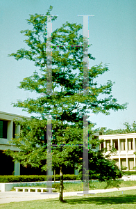 Picture of Gleditsia triacanthos 