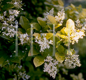 Picture of Ligustrum x vicaryi 
