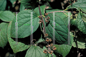 Picture of Philadelphus coronarius 