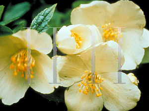 Picture of Philadelphus coronarius 