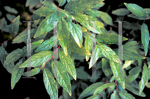 Picture of Prunus glandulosa 