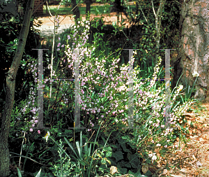 Picture of Prunus glandulosa 