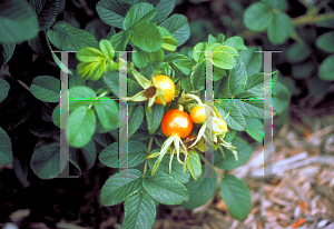 Picture of Rosa rugosa 