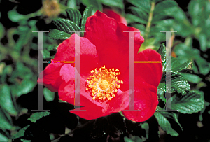 Picture of Rosa rugosa 