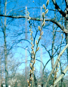 Picture of Salix discolor 