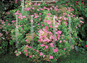 Picture of Spiraea japonica 'Anthony Waterer'