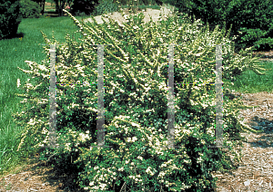 Picture of Spiraea nipponica 