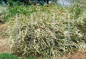 Picture of Spiraea prunifolia 