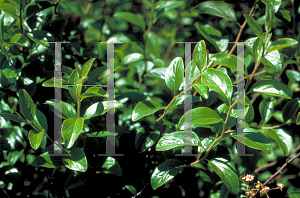 Picture of Spiraea prunifolia 