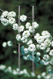 Picture of Spiraea prunifolia 