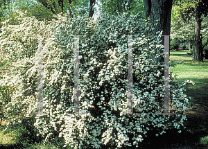 Picture of Spiraea x vanhouttei 