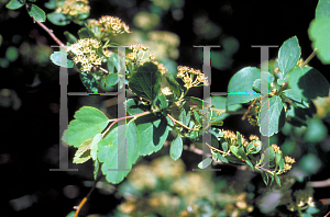 Picture of Spiraea x vanhouttei 