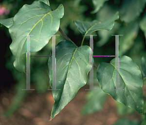 Picture of Syringa x persica 