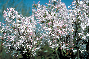 Picture of Syringa x persica 