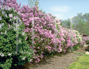 Picture of Syringa vulgaris 