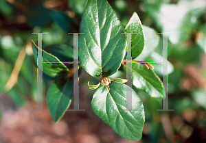 Picture of Viburnum x burkwoodii 