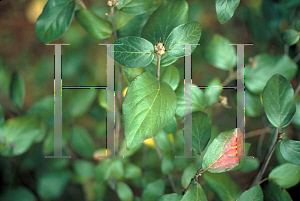 Picture of Viburnum carlesii 