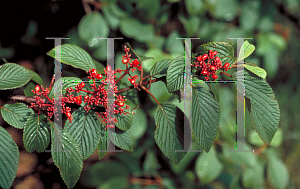 Picture of Viburnum plicatum f. tomentosum 