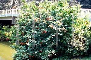 Picture of Viburnum trilobum 