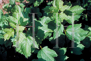 Picture of Viburnum trilobum 