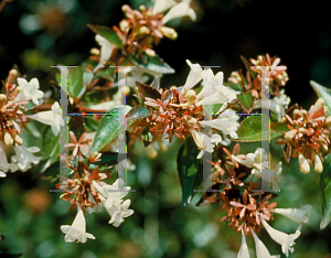 Picture of Abelia x grandiflora 