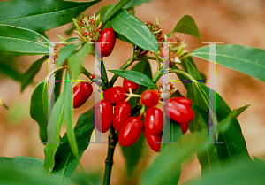 Picture of Aucuba japonica 