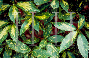 Picture of Aucuba japonica 'Variegata'