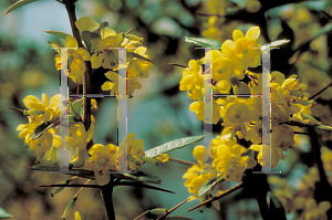 Picture of Berberis julianae 