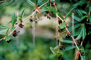 Picture of Berberis julianae 