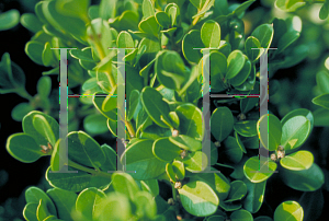 Picture of Buxus microphylla 