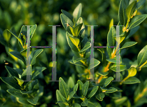 Picture of Buxus sempervirens 