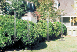 Picture of Buxus sempervirens 