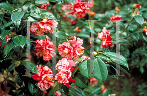 Picture of Camellia japonica 