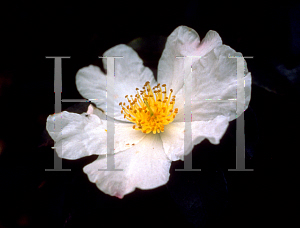 Picture of Camellia sasanqua 