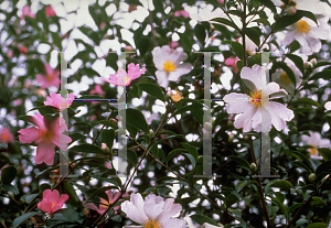 Picture of Camellia sasanqua 