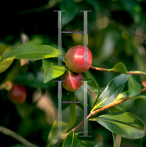 Picture of Camellia sasanqua 