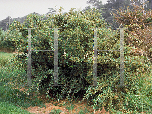 Picture of Cotoneaster salicifolius 