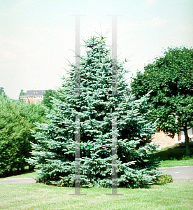 Picture of Picea pungens 