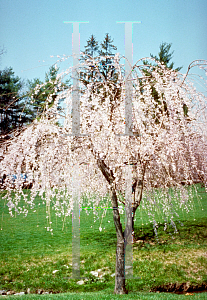 Picture of Prunus subhirtella 