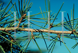 Picture of Cedrus deodara 