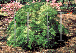 Picture of Acer palmatum 