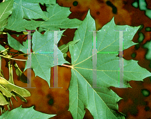 Picture of Acer platanoides 