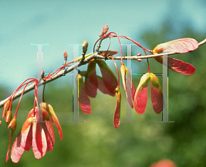 Picture of Acer rubrum 