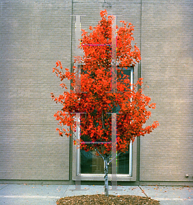 Picture of Acer rubrum 