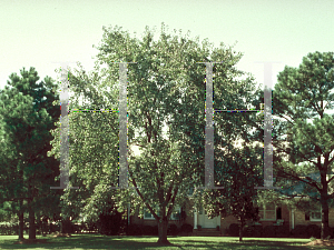 Picture of Acer saccharinum 