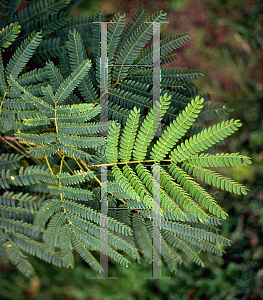 Picture of Albizia julibrissin 