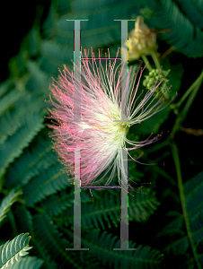 Picture of Albizia julibrissin 