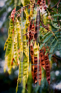 Picture of Albizia julibrissin 